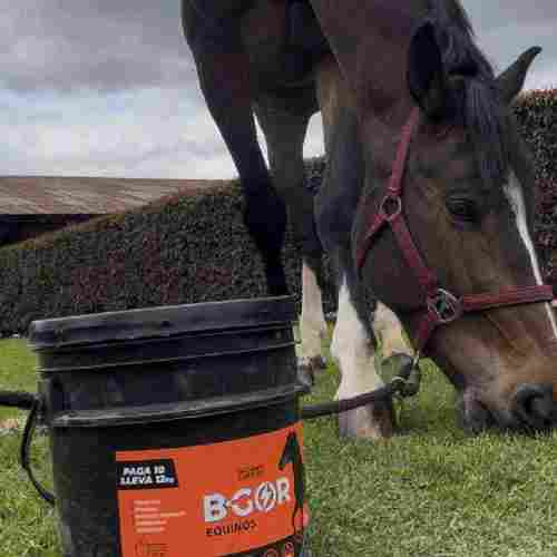 Criadores de equinos usando B-GOR con excelentes resultados en sus caballos
